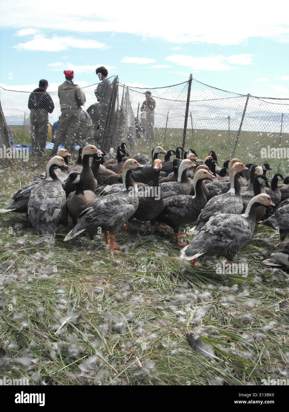 Beifang bezieht sich auf den unbeabsichtigten Fang von Nichtzielarten während der Feldsaison im Yukon Delta National Wildlife Refuge. Die Überwachung der Beifänge ist wichtig, um sicherzustellen, dass sich die Bemühungen um den Schutz der wildlebenden Tiere nicht nachteilig auf andere Arten auswirken. Stockfoto