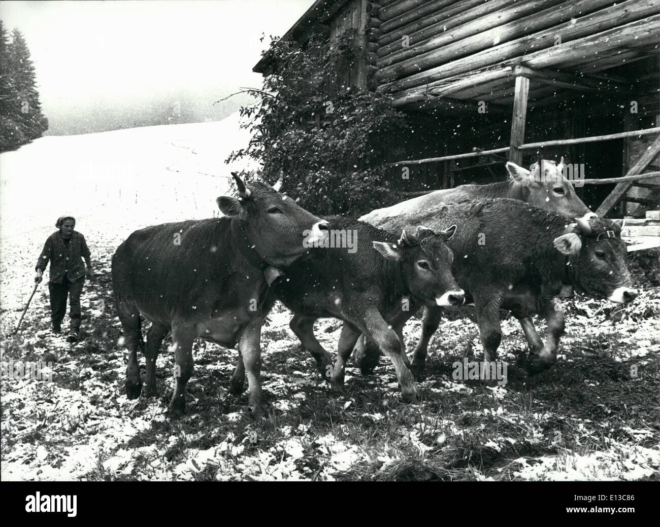 2. März 2012 - zeigte sich zu Beginn des Winters nach einem schönen und warmen Herbst, Winter zum ersten Mal am Anfang Oktober. Bild: Diese Kühe sind Obviousely sucht Zuflucht in Fideris/Graubünden auf Oktober 07. Stockfoto