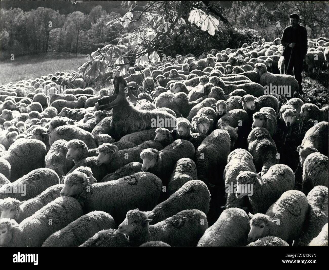 2. März 2012 - lassen Trashumanse der Schafe in die Französisch Alpes als Winter Ansätze Schafe ihre Weiden in den Alpen zu ihrem Winterquartier im Süden nach unten nehmen. OPS / A Shepherd Anzeige seiner Herde während der Transhumanz in Südfrankreich. Stockfoto