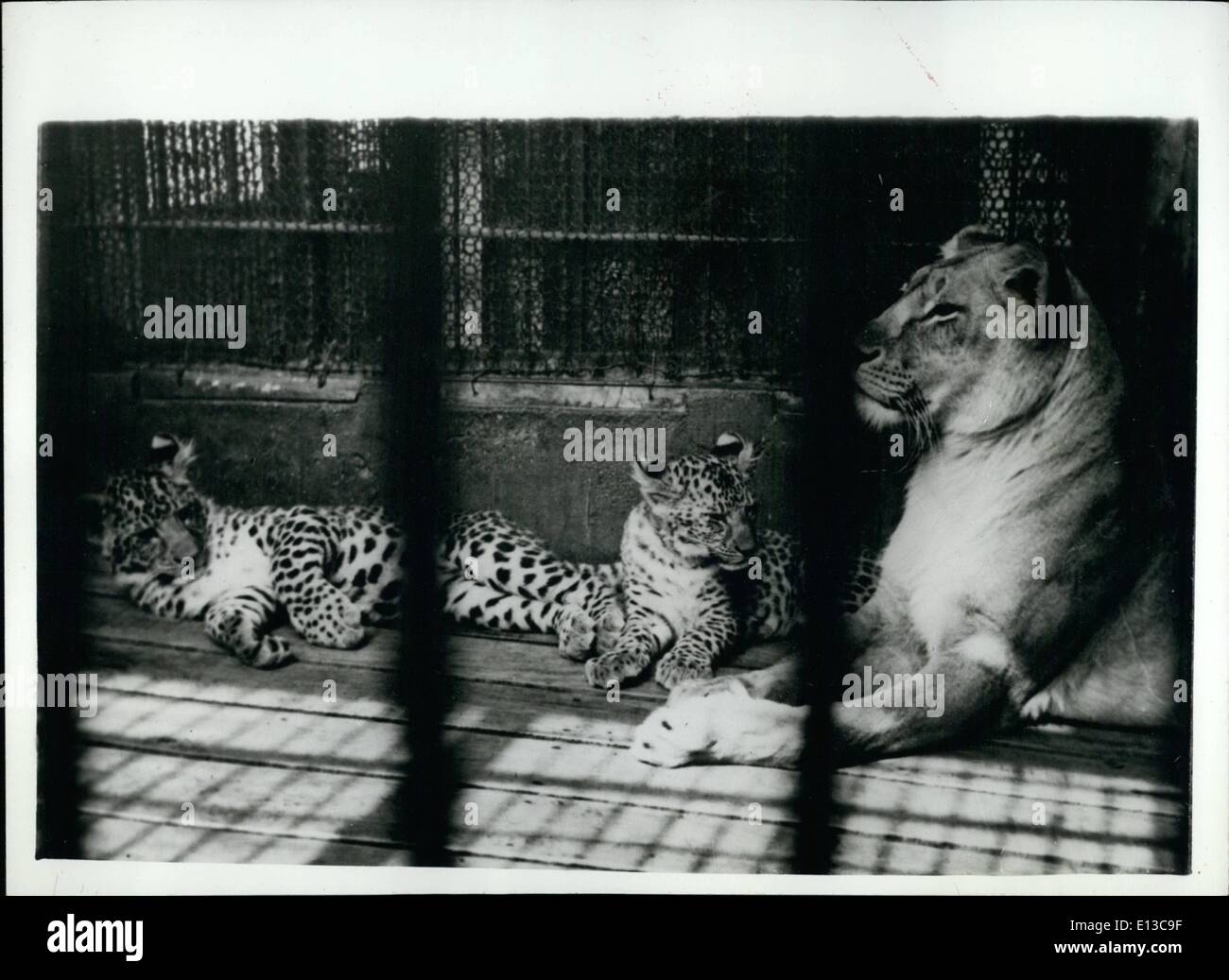 2. März 2012 - weltweit nur '' Leopons''-Are Growing Up. Seltener Nachwuchs im japanischen Zoo: 190 Tage alten '' Leopon'' Cubs-halb Leopard und halb Löwe geboren auf der Hanshin Park Zoo, in der Nähe von Kobe, Japan-sind in gut aussehende Tiere wachsen. Ihr Vater ist ein Leopard und die Mutter eine Löwin-sie sind ein Mann und eine Frau- und während das Weibchen klettern kann der Baum im Käfig-der Mann ist nicht so, er ist eher ungeschickt. Das Fell des Weibchens ist Feuerzeug-während der Männchen dunkler bekommen. Fotoshows Stockfoto
