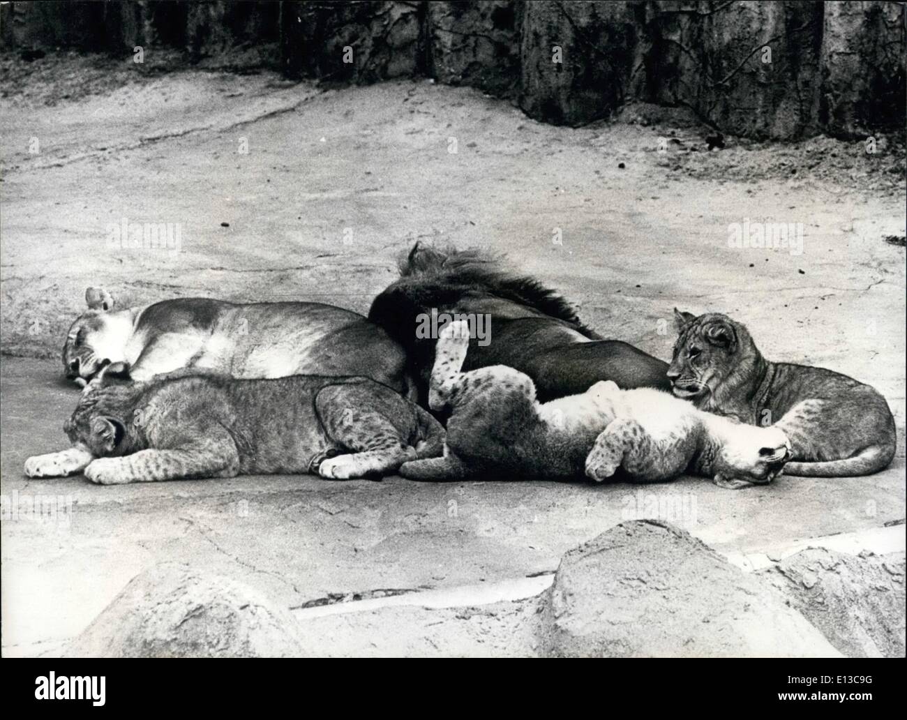 2. März 2012 - Cat Nap-At Frisco Zoo: Ein entspannendes Nickerchen ist saubergemacht nur die Katzen Schnurrhaare. Die heißen, in der Sommersonne, San Francisco zu durchstreifen feierte Zoo Familie Löwen zu entkommen, die Ängste des Alltags in ihren eigenen unvermeidlichen Weg entschieden-von einer Katze Nickerchen. Die jungen sollen die besten sein solche zoologische Exemplare in den Vereinigten Staaten. Das Foto zeigt. Löwen im Zoo von San Francisco Nickerchen ein Katze, die Sommerhitze in Kalifornien zu entkommen. Stockfoto