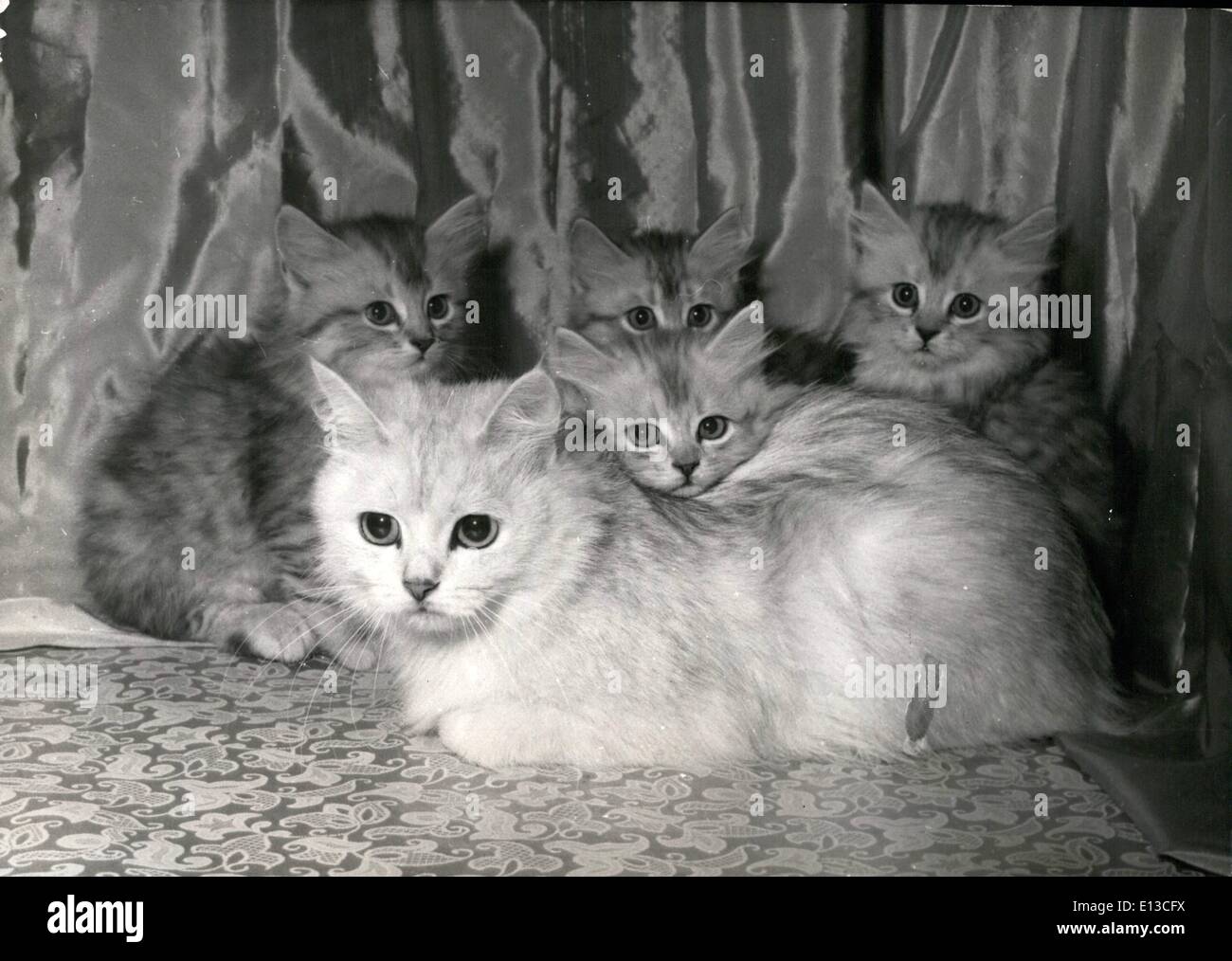 2. März 2012 - ich Cat-Ausstellung in Paris. Fünf wunderschöne Perserkatzen Stockfoto
