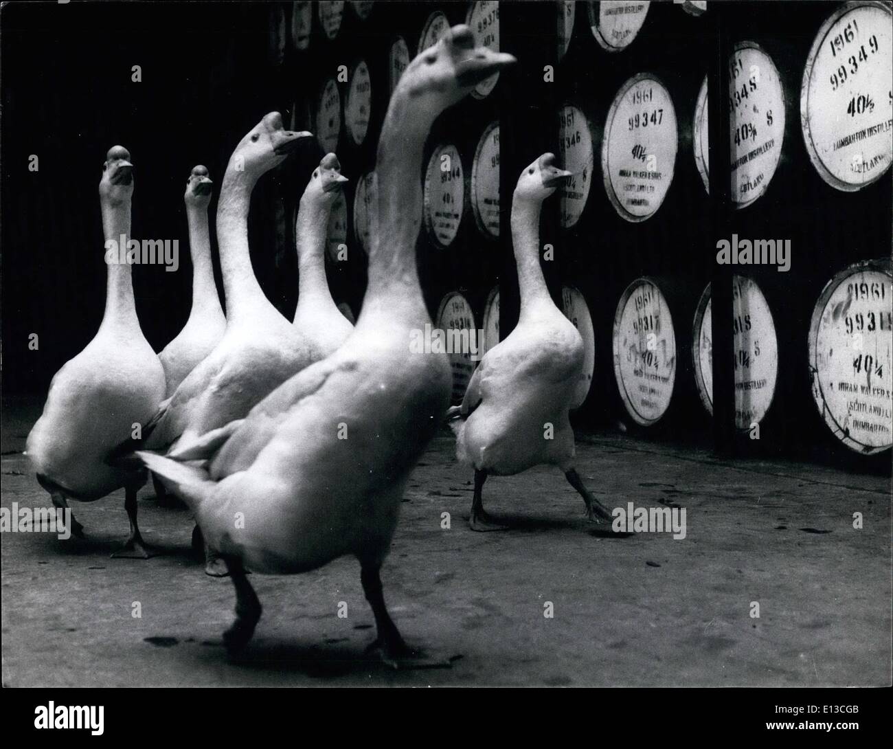 2. März 2012 - Gänse. Stockfoto