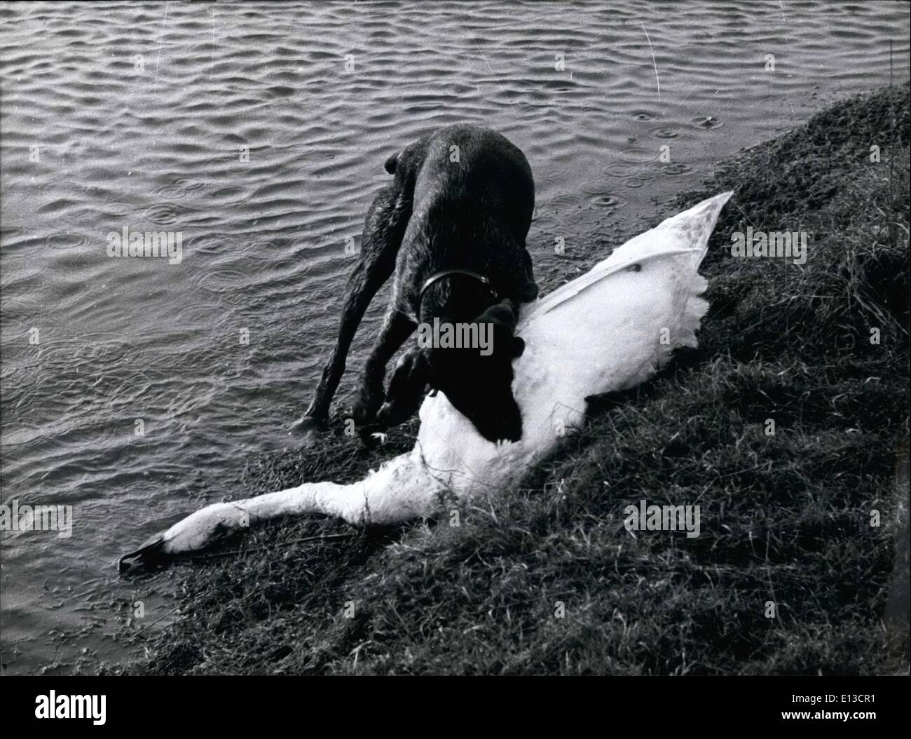 2. März 2012 - Grausamkeit, A zu A bayerische Schwanensee: Diese Bilder von Tier-Hobbyfotograf entdeckt eine unerhörte Stockfoto