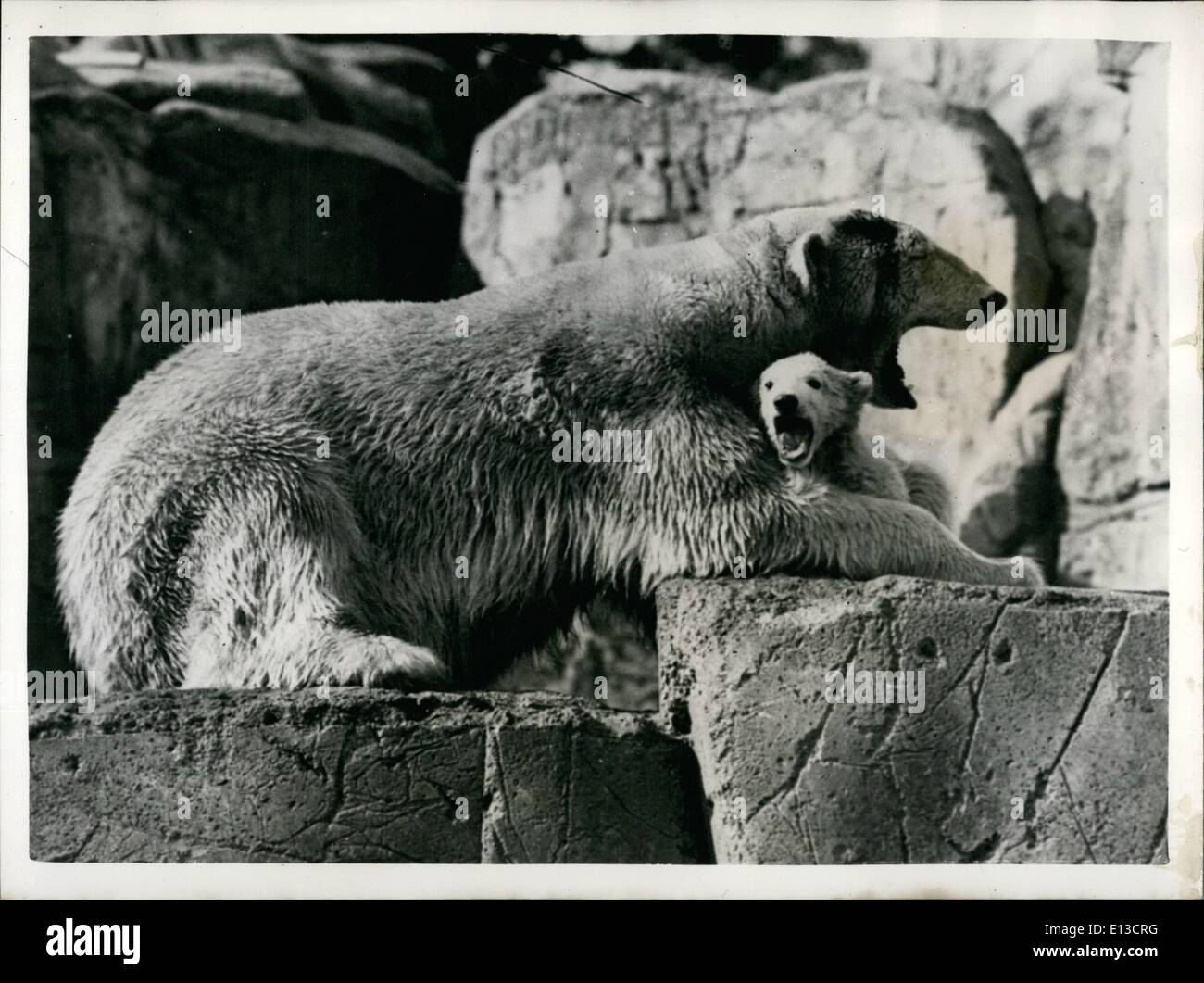 2. März 2012 - Einführung '' Brumas'' der Neuzugang zu Stcokholm Zoo ein paar gähnt: Foto zeigt imitieren Mutter Isabella - ist die neueste Ergänzung zu den Skansen Zoo, Stockholms ein Bier Cub von ein paar Monaten. Ich kann Frambösie so gut wie Sie. Stockfoto