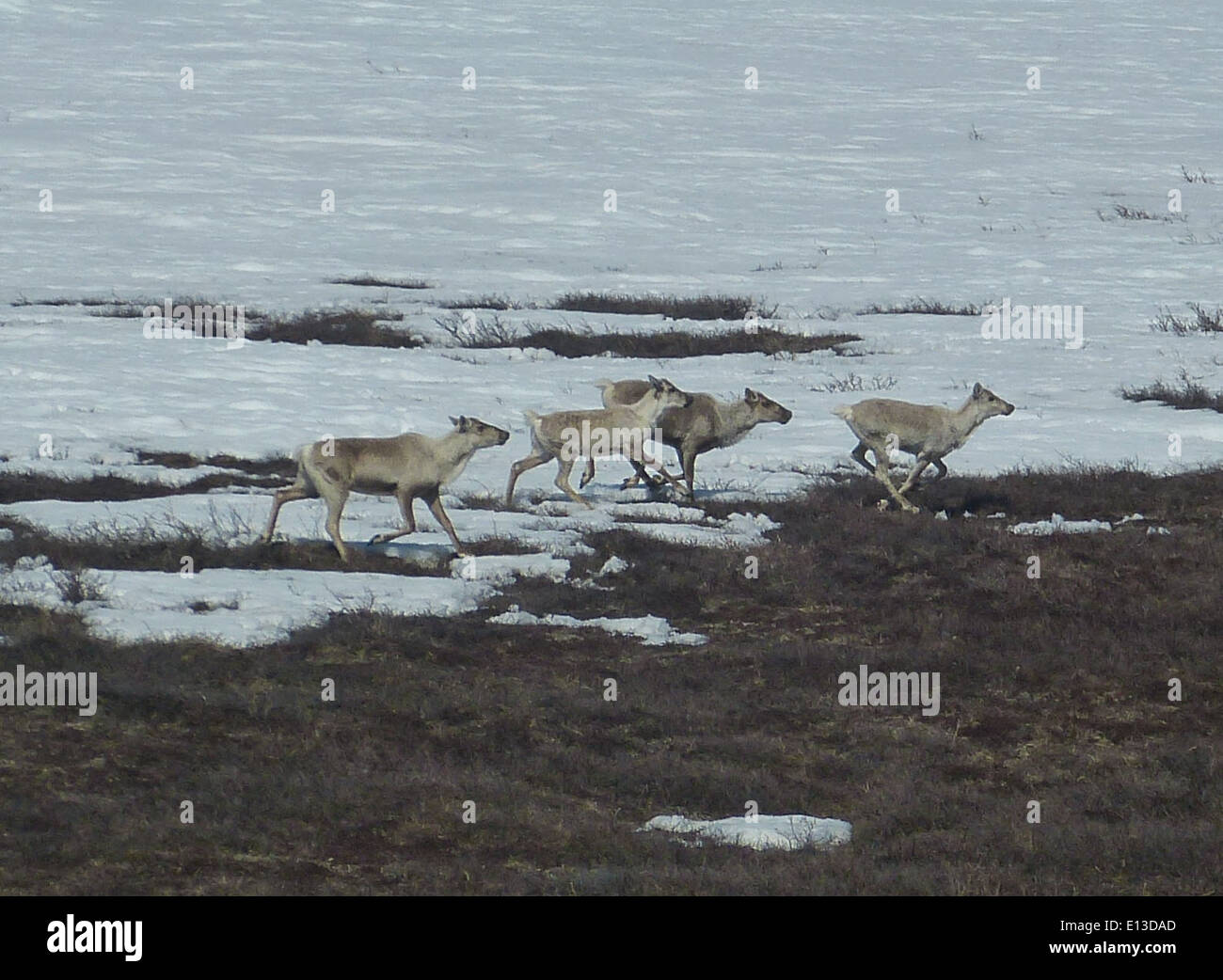 Karibus durchstreifen die Kilbuck Mountains in Alaska, Teil des Yukon Delta National Wildlife Refuge, wo sie zur Artenvielfalt und zur Gesundheit des Ökosystems der Region beitragen. Stockfoto