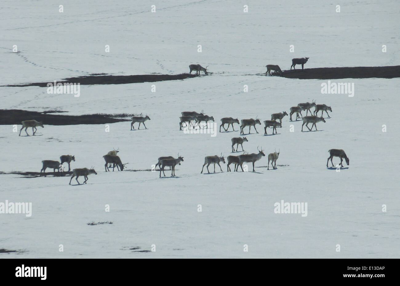 Ein Karibus wird in Alaska durch die Kilbuck Mountains gezogen. Dieses Gebiet ist Teil des Yukon Delta National Wildlife Refuge, Heimat vielfältiger Tierarten, einschließlich wandernder Arten und Karibusherden. Das Schutzgebiet ist ein wichtiges Naturschutzgebiet in Alaska. Stockfoto