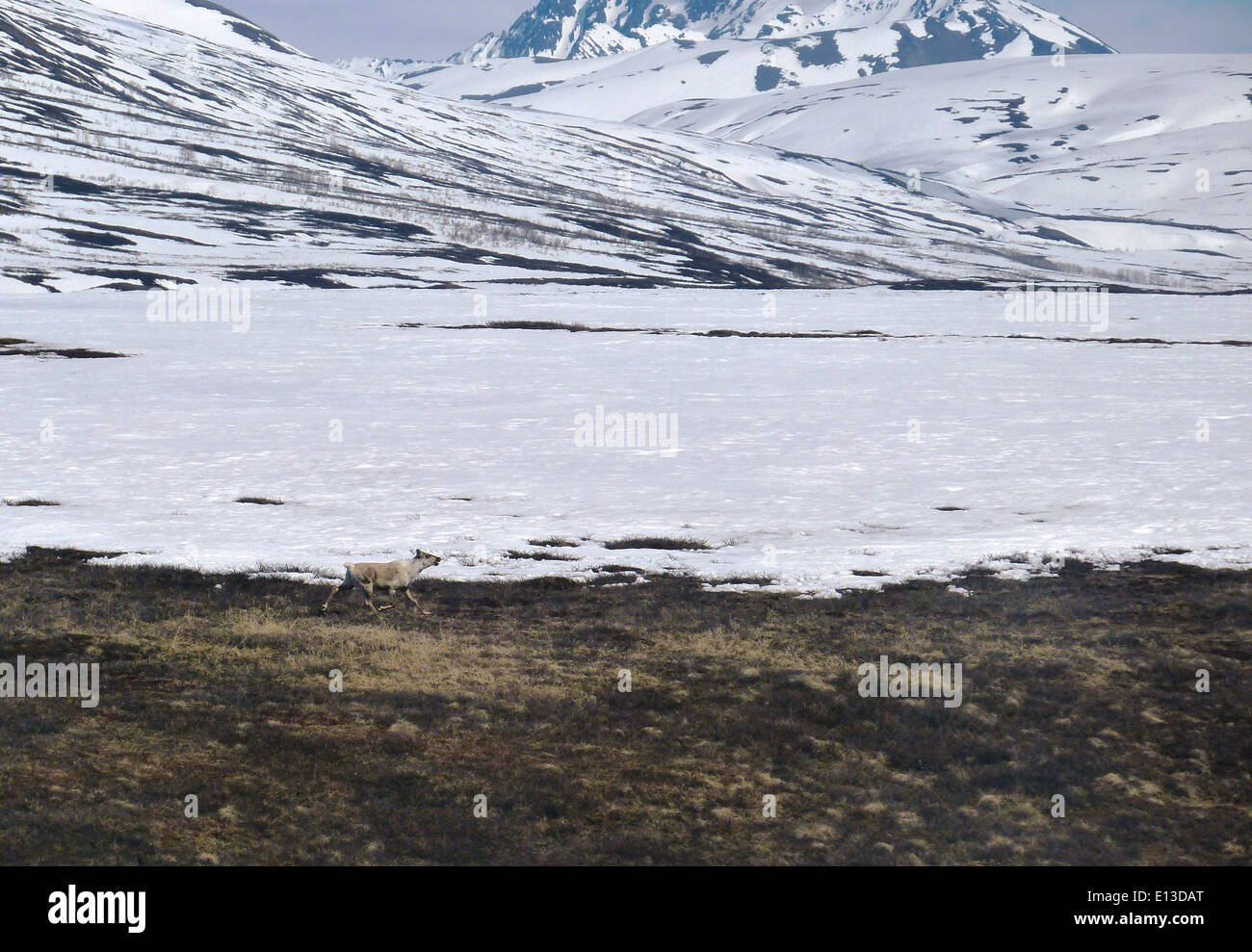 Karibus durchstreifen die Kilbuck Mountains im Yukon Delta National Wildlife Refuge in Alaska. Das Schutzgebiet bietet einen kritischen Lebensraum für Karibus, unterstützt den Artenschutz und gewährleistet den Schutz dieser Art in ihrer heimischen Umwelt. Stockfoto