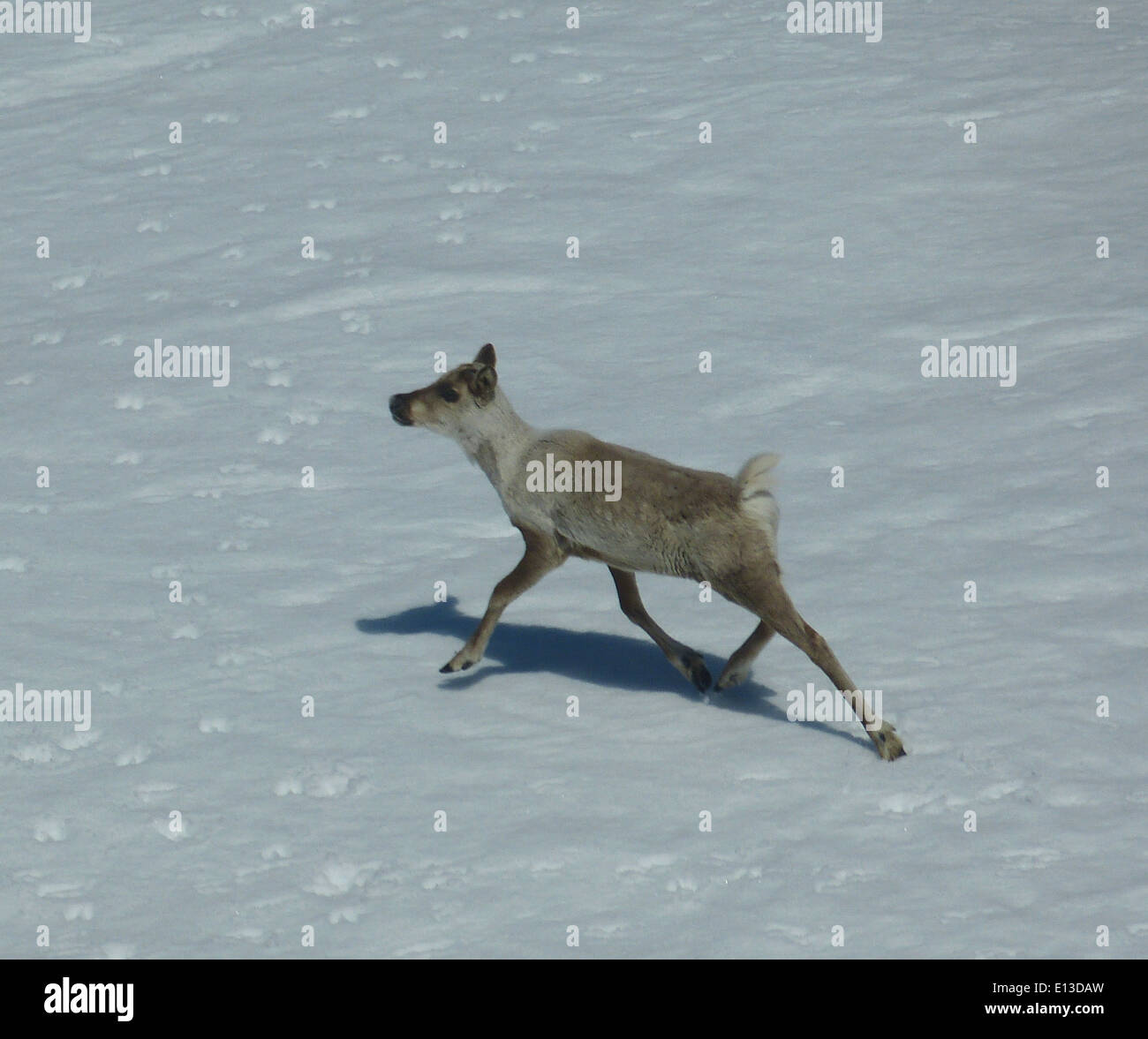 Eine Herde Karibus durchstreift die Kilbuck Mountains in Alaska, im Yukon Delta National Wildlife Refuge. Das Gebiet bietet lebenswichtigen Lebensraum für Karibus und andere Wildtiere und unterstützt die biologische Vielfalt und die natürlichen Ökosysteme in der Region. Stockfoto
