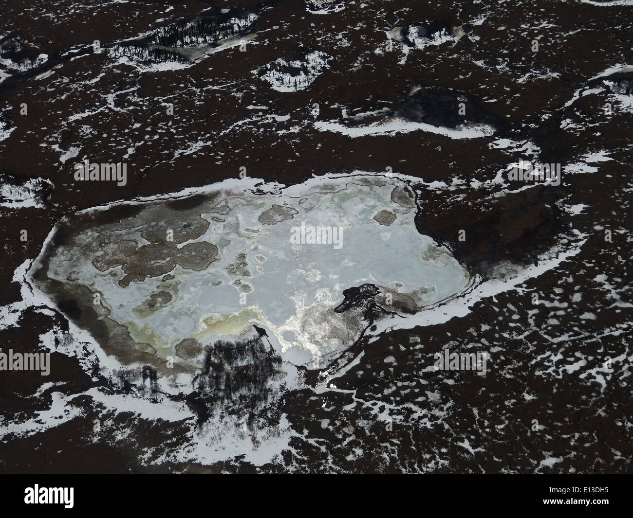 Ein Foto einer Schneehaube im Yukon Delta National Wildlife Refuge in Alaska, einem wichtigen Ort für Vogelbeobachtung und Tierbeobachtung in den borealen Ökosystemen der Region. Stockfoto