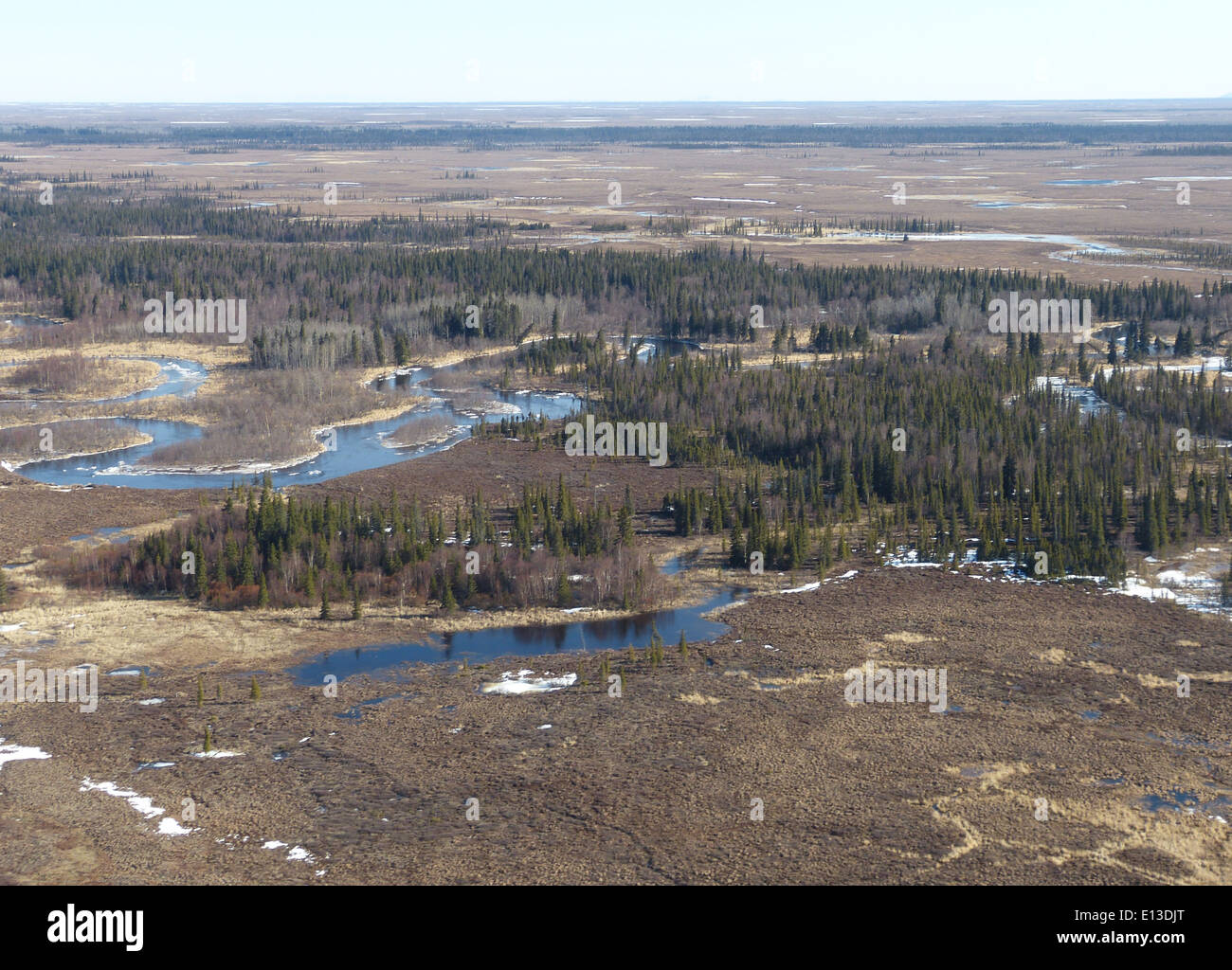 Eine große Horneule im Yukon Delta National Wildlife Refuge, Teil eines kritischen borealen Ökosystems. Diese Region beherbergt zahlreiche Zugvogelarten und bietet einen wichtigen Lebensraum für Wildtiere im hohen Norden. Stockfoto