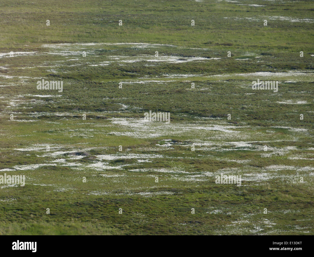 Cottongrass wächst reichlich in den Feuchtgebieten des Yukon Delta National Wildlife Refuge und bietet einen wichtigen Lebensraum für viele Tierarten im Tundra-Ökosystem. Stockfoto