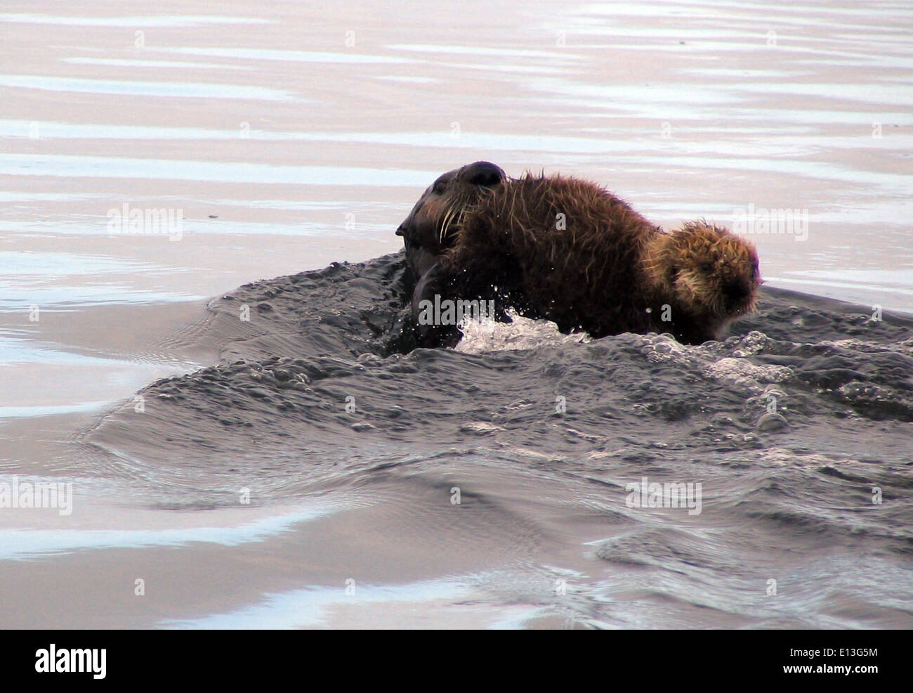 Sea Otter Mutter und Welpe Stockfoto