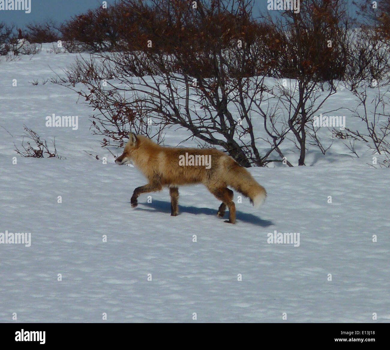 Ein Rotfuchs wird in seinem natürlichen Lebensraum im Yukon Delta National Wildlife Refuge gefangen, das sich in der Andreafsky Wilderness befindet. Das Schutzgebiet bietet einen kritischen Lebensraum für verschiedene Tierarten in Alaska. Stockfoto