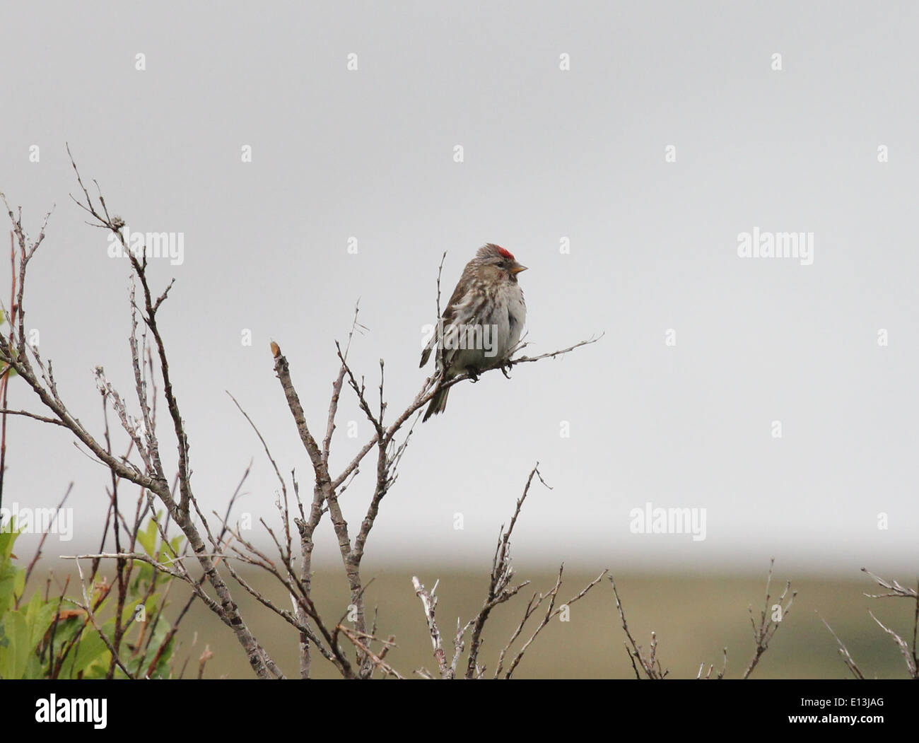 Dieses Bild fängt einen Rotpoll-Vogel in der Andreafsky Wilderness im Yukon Delta National Wildlife Refuge ein. Das Gebiet bietet einen wichtigen Lebensraum für Zugvögel und beherbergt eine Vielzahl von Wildtieren. Stockfoto