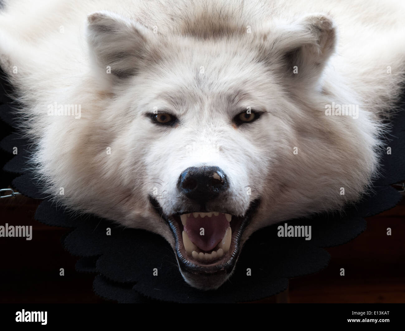 Nahaufnahme von einem Wolf-Teppich Stockfoto