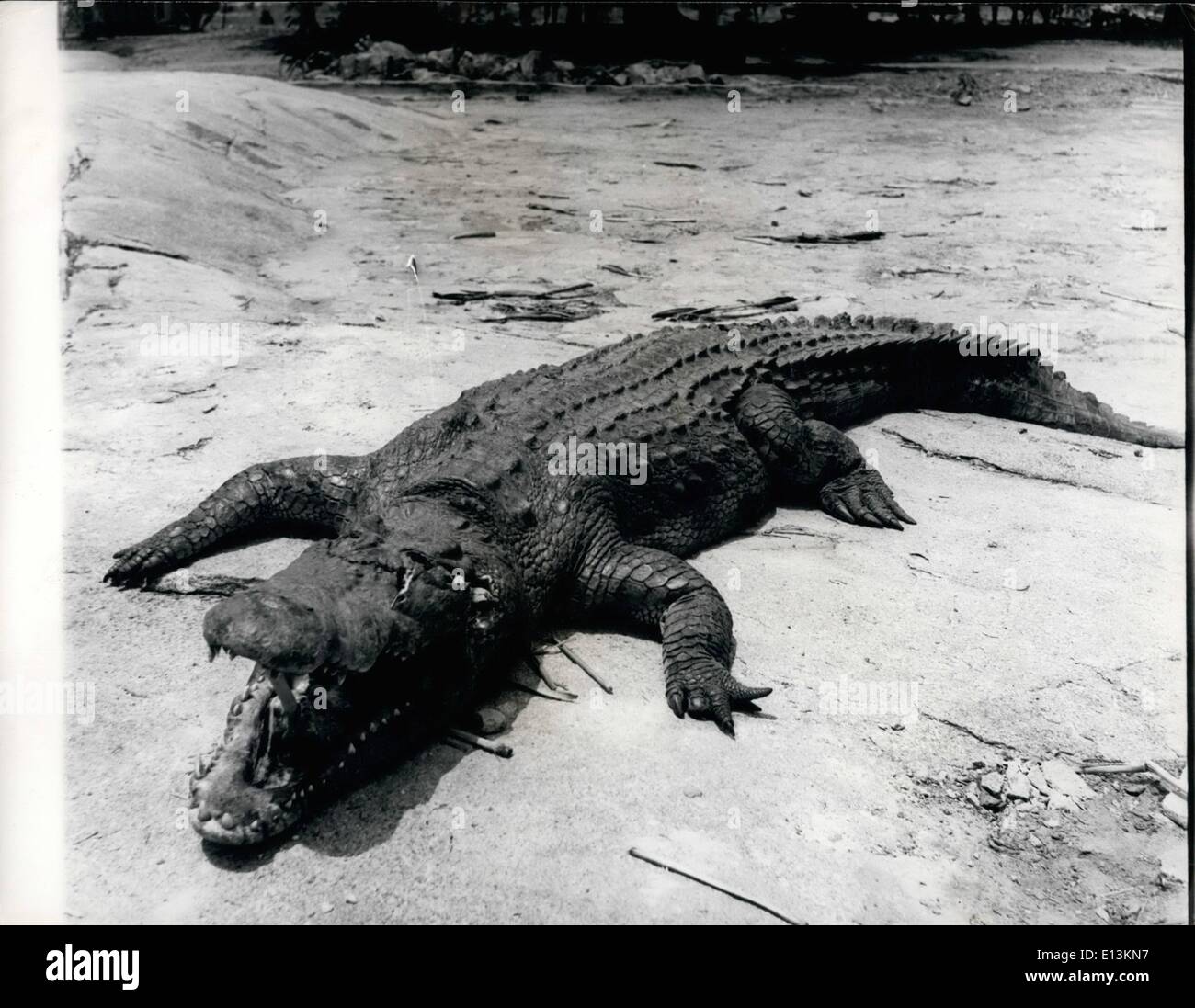 2. März 2012 - SW Afrika - nachdem das Krokodil R.Eith jagen Stockfoto