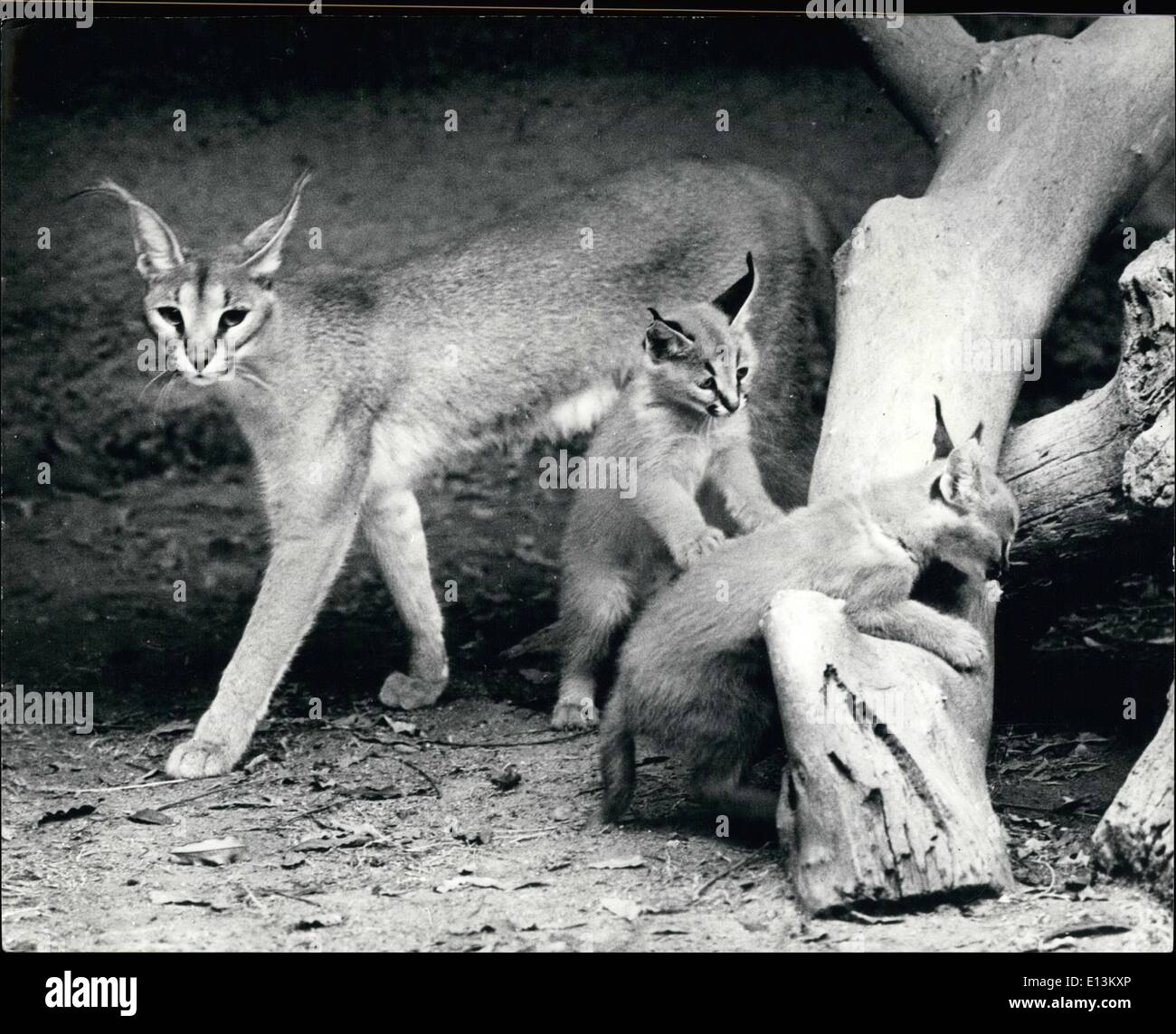 2. März 2012 - nur die Katzen miauen. Diese stolze Karakal Katze und ihre zwei spielenden Kätzchen sind die neueste Attraktion im Zoo von Los Angeles in Kalifornien. Karakal Katzen mit ihren langen Spitzen Ohren stammt aus Indien. Sie wurden gedacht, der stark von Mobilität in Jahrhunderten Vergangenheit für ihre Fähigkeit als ausgebildeter Jäger. Behörden im Zoo beschreibt die Neuankömmlinge als nur die Katzen meowÃ Stockfoto