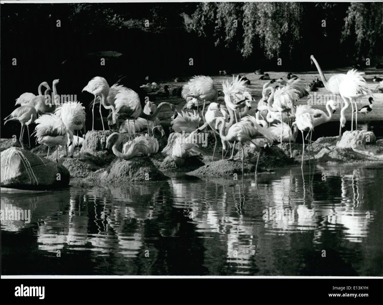2. März 2012 - langsam sie fühlen, wie in den südlichen Regionen die Flamingos im Hamburger home / Westdeutschland Zoo Hagenbeck. Die ersten warmen Tage wurden von der gesamten Familie flammenden begrüßt. Bei dieser Gelegenheit bekam die Federn gedämpft und die ersten stängeliges Schritte ins Wasser getan habe. Die Besucher sahen ein Bild wie in der Cam im Süden von Frankreich, die Heimat der rosafarbenen Flamingos zu argumentieren. Stockfoto