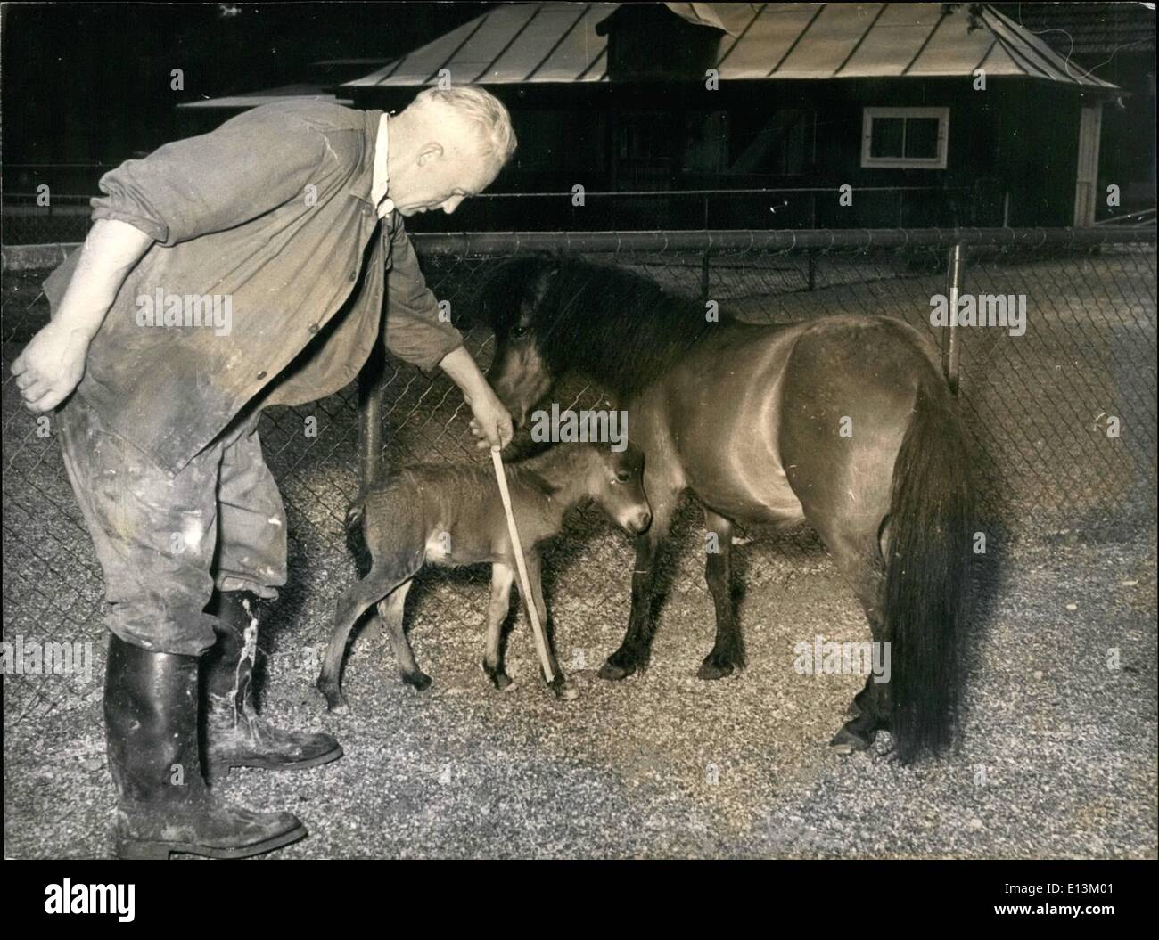 2. März 2012 - der weltweit jüngste Fohlen. im Zoo von München-Hellabrunn gesehen werden soll. Die Mutter ist eine berühmte Shetland-Ponys. Wenn geboren, das Fohlen gewichtet nur 12 Pfund und war nicht größer als ein Terrier. Nun es ist zwei Wochen alten Maßnahmen 38 Zentimeter in der Höhe und genießt den ersten sonnigen Tag draußen. Keystone München, 6. Juli 1953 Stockfoto