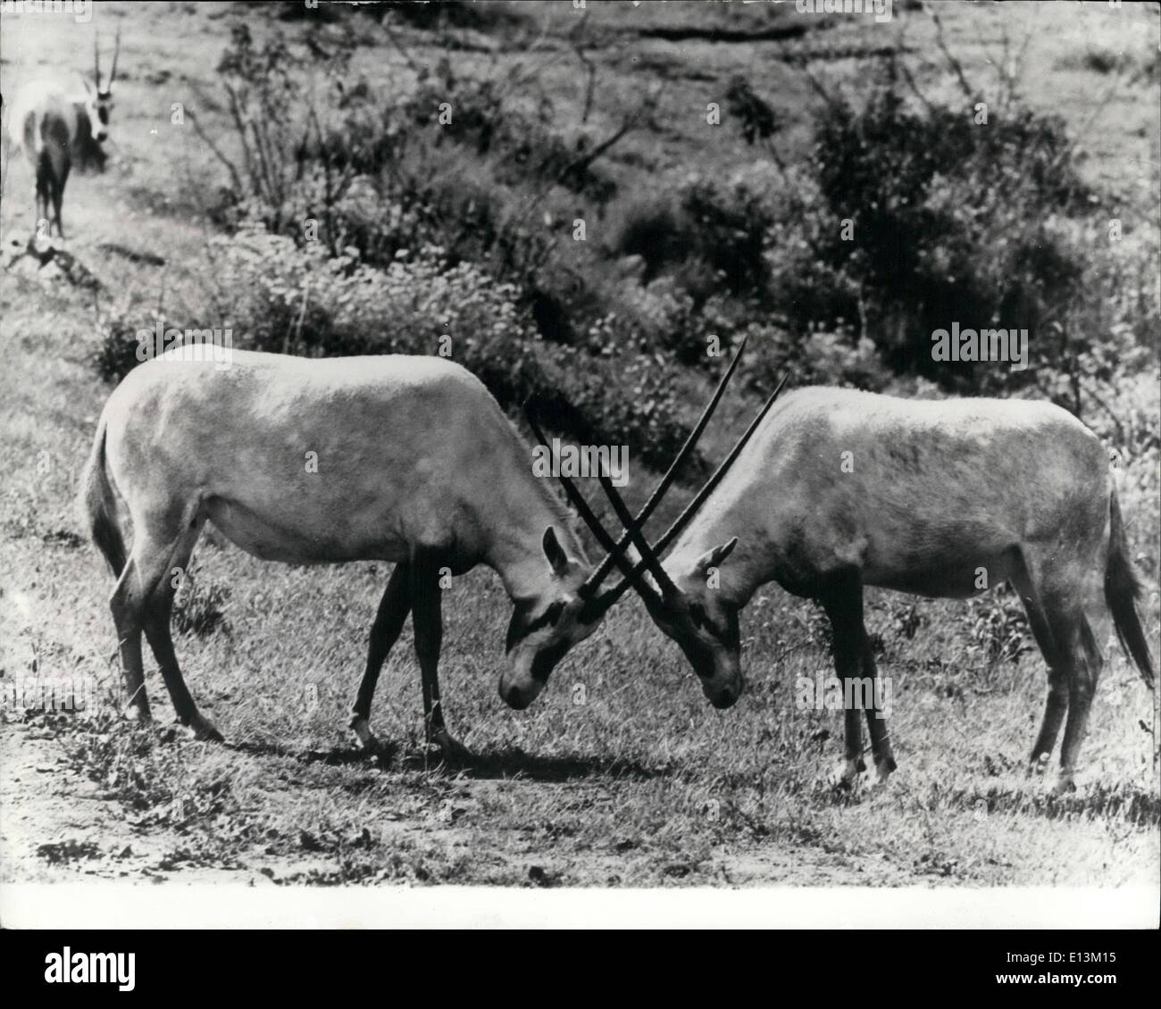 2. März 2012 - Kreuzung Hörner: Diese zwei arabische Oryx-Antilope sind  gesehen Kreuzung Hörner, als ob im Kampf gesperrt. Die kleinen cremeweißen  Antilope mit ihren langen Korkenzieher wie Hörner sind jetzt sehr
