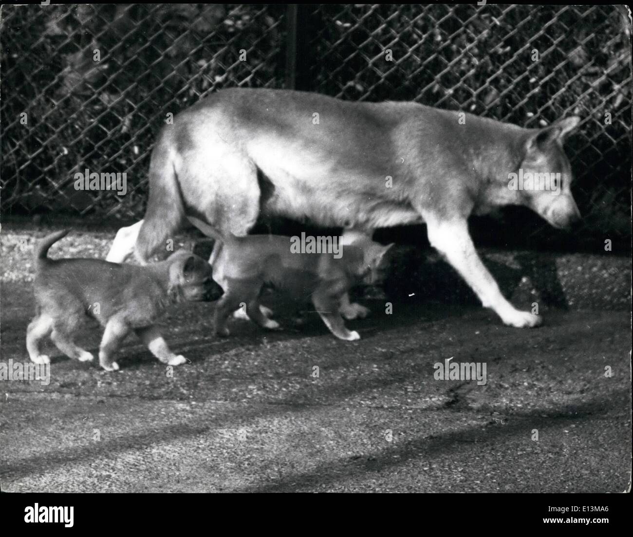 2. März 2012 - Dingo Stockfoto