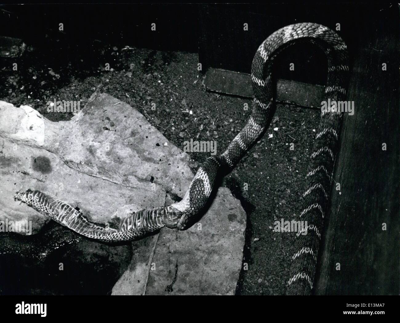 2. März 2012 - lassen Sie die Mahlzeit zu beginnen: der täuschen King Cobra beginnt, die Mahlzeit zu verdauen, die er liebevoll sich vorstellt, um eine andere Schlange sein. Er nutzt die Wand als Stütze für Teil seiner neun Fuß Länge. Stockfoto