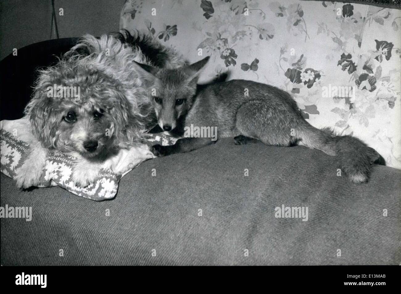 2. März 2012 - der domestizierten Fuchs; Sie sind fröhlich gute Kumpels, auch wenn sie so gut gesonnen, Sie sehen nicht, wenn Sie nah an ihren Schlafplatz auf Master, Herr A. Beymour Settes bei Copnor, Portsmouth kommen. Stockfoto