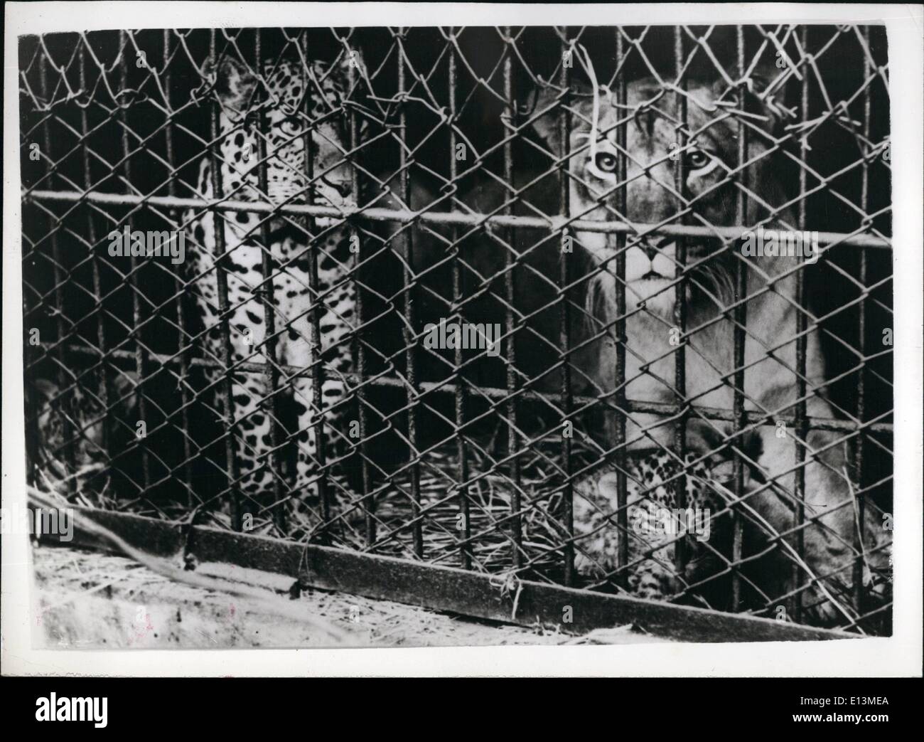 22. März 2012 - Einführung der weltweit ersten '' LEOPONS''...'' MADE IN JAPAN"... Zum ersten Mal in der Welt - die Wächter am Stockfoto