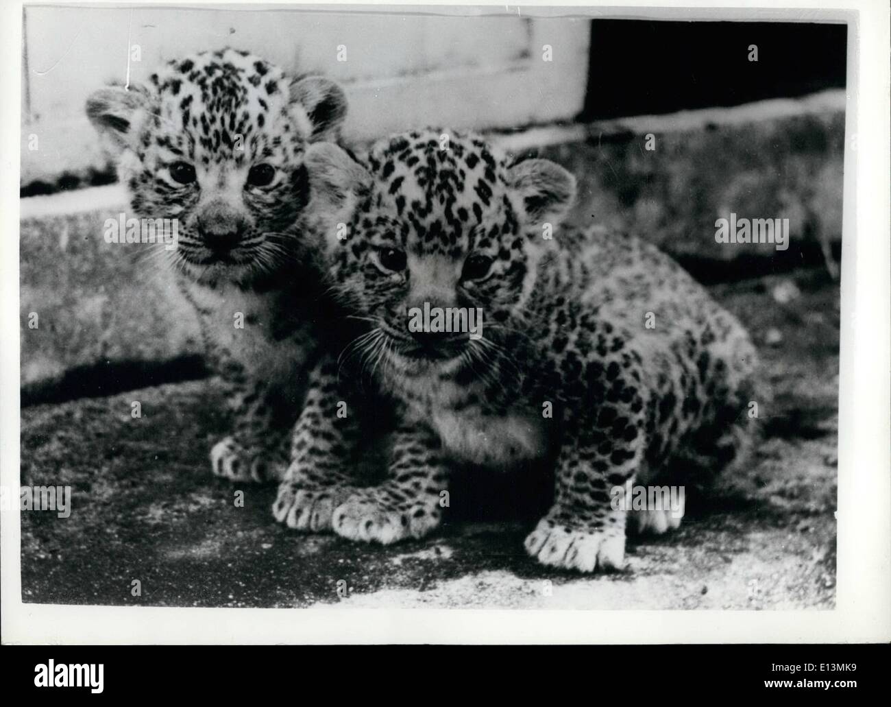 2. März 2012 - Einführung der weltweit ersten '' Leopons''. '' Made In Japan''.: zum ersten Mal in der Welt - die Wächter am Stockfoto