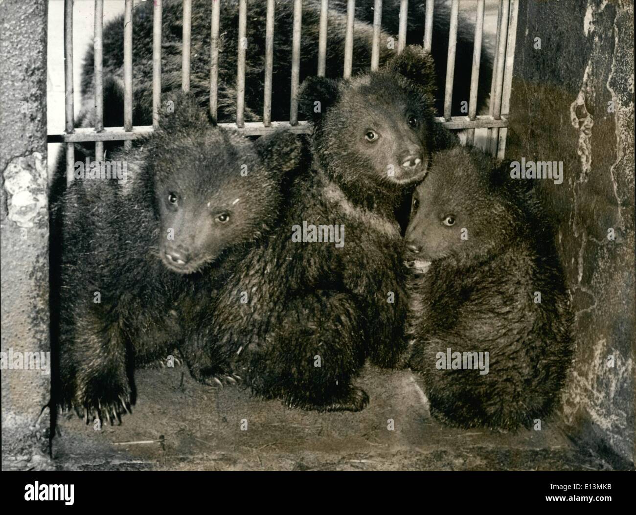 2. März 2012 - erste Ausflug für die kleinen Bärenjungen - hatte die drei schönen jungen Pandamutter Lotti, ihren ersten Ausflug, wenn sie das freundliche Besucher von Bern, Switerland Zoo zum ersten Mal trafen. Stockfoto