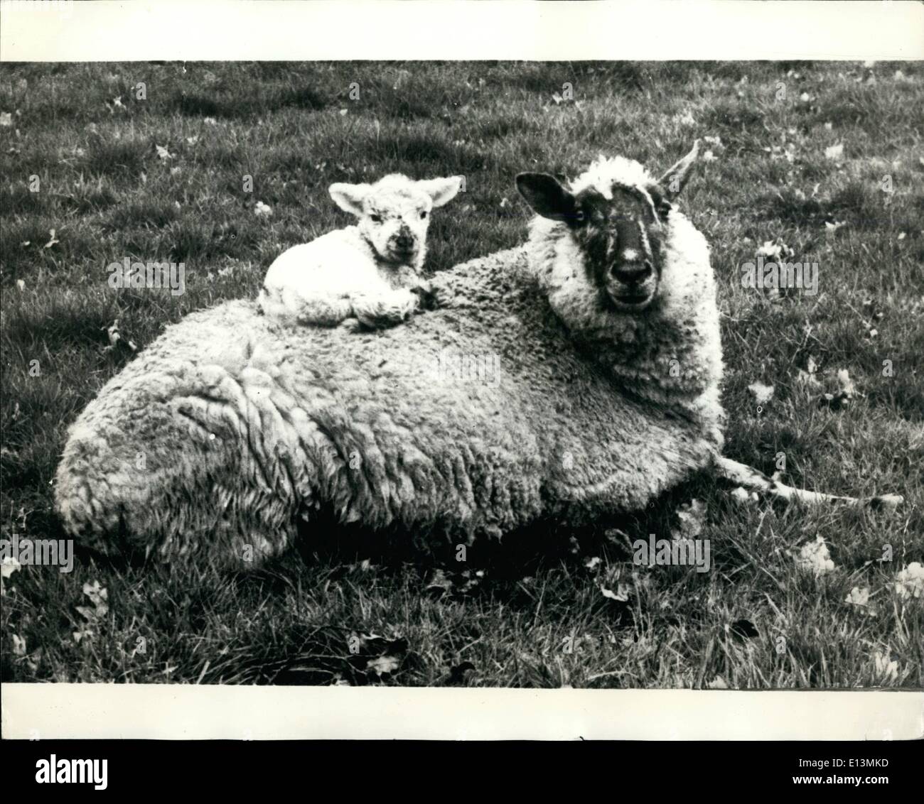 2. März 2012 - sind Sie sitzen bequem?: Diese Lämmchen, müde nach dem Abtasten, findet auf seiner Mutter Rücken bequemer als den harten Boden sitzt. Stockfoto
