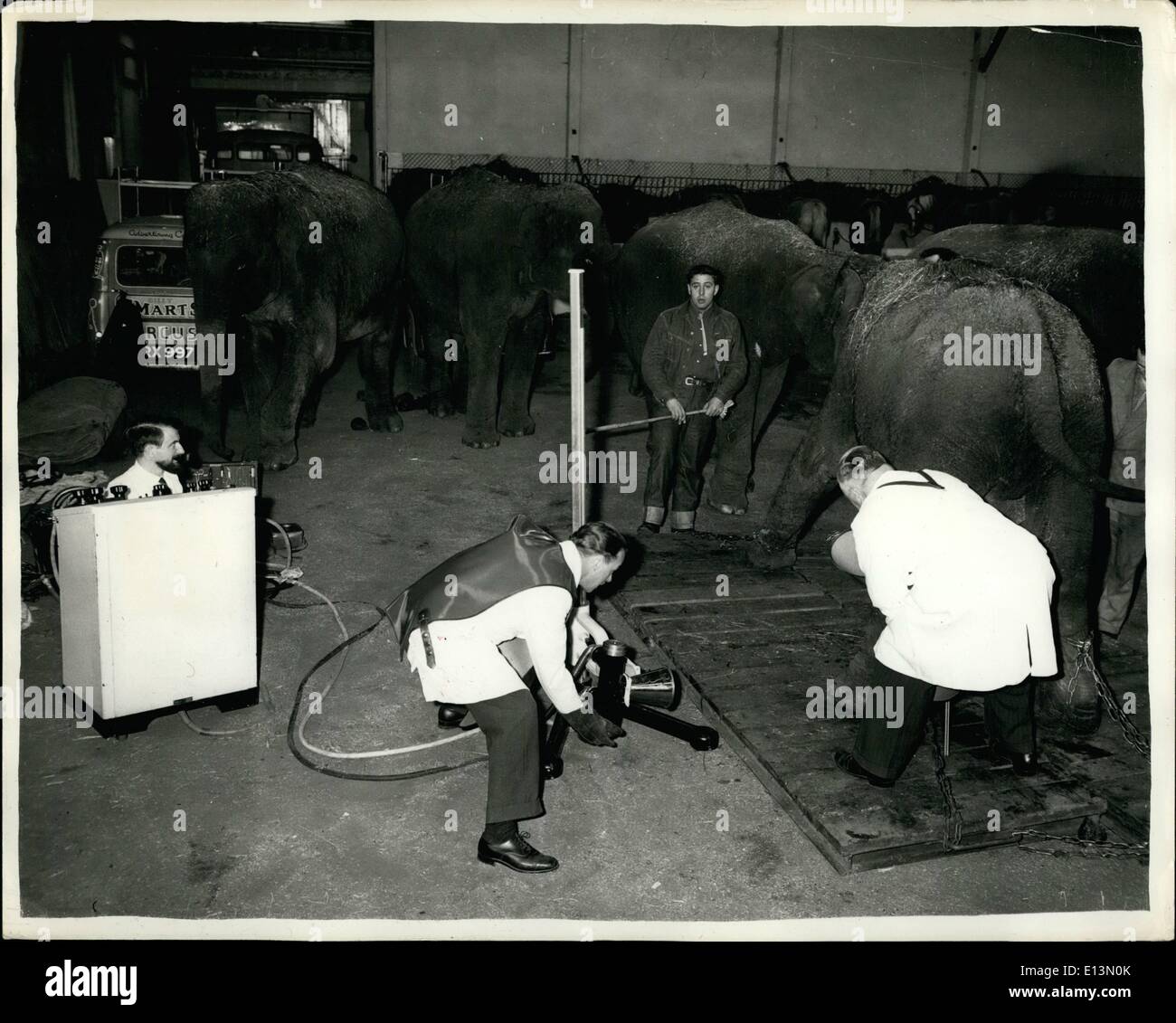 2. März 2012 - RÖNTGENGERÄTE gehen in den Zirkus WINTERQUARTIER... Ein Röntgengerät wurde ins Winterquartier des Billy Smart Zirkus, an Winkfield, in der Nähe von Windsor - zwecks Röntgen die Elefanten gebracht... Sie durchleuchtet den hinteren Huf- und das Kniegelenk eines anderen. KEYSTONE-FOTOSHOWS:-6 x-ray-Einheit bei der Arbeit auf den Hinterfuß eines Elefanten im Zirkus Winterquartier. Stockfoto