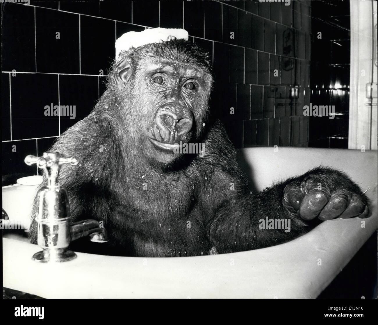 2. März 2012 - Gorilla mit einem Schwamm auf dem Kopf während der Einstellung sein Bad. Stockfoto
