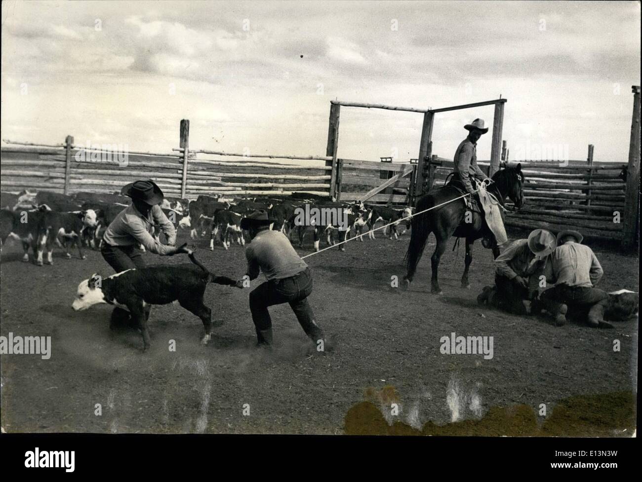 2. März 2012 - ist Kalb gezogen, um der Corral zu zentrieren. Ein Cowboy geht für Seil, andere für Hinterbein. Sie geben eine hieven und die Hälfte ist auf seiner Seite. Gut ausgebildetes Pferd hält das Seil straff, bis Cowboy es lockert. Stockfoto