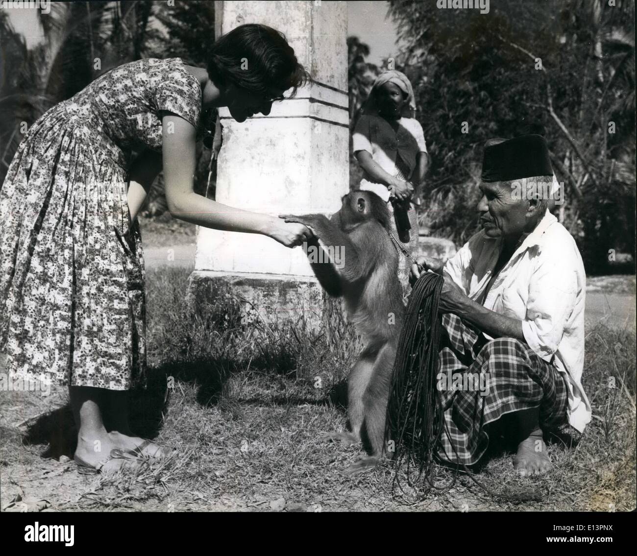 22. März 2012 - trifft der Kokosnuss Kommissionierung Affe eine Engländerin Sumatra zu besuchen. Madame Affen arbeiten für ihren Lebensunterhalt auf Sumatra: sie verdient als eine Kokosnuss-Sammler eine menschliche Arbeitskraft Lohn: Sumatra ist eine Insel voller Affen von allen Formen, Farben und Größen. Die Eingeborenen haben lange Vorteil davon genommen und weiblichen Gefangene Affen täglich nützlich für ihren Unterhalt arbeiten zu trainieren. Beste (die einzige in der Tat) Aufgabe eine Affe tun kann ist, verwenden Sie seine Fähigkeiten in Bäume zu klettern, um die Kokosnüsse zu pflücken, die für ihre Kopra verkauft werden. Weibchen können nur für diese Arbeit ausgebildet werden, da die Männchen der Spezies zu heftig ist Stockfoto