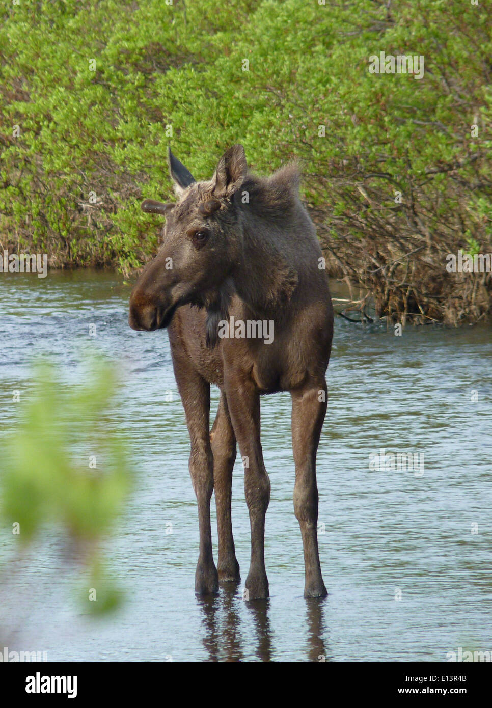 Ein Elch steht im Allen Creek im Yukon Delta National Wildlife Refuge, einem riesigen Wildnisgebiet, das Lebensraum für verschiedene Tierarten bietet. Stockfoto