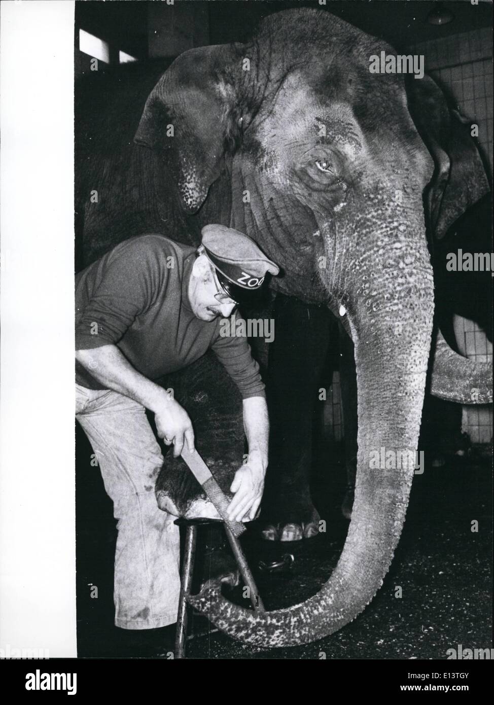 27. März 2012 - Pediküre Tag durch die Elefanten von der Berliner Zoo '' zeigen Ihre Füße ''... ist der Befehl in regelmäßigen Abständen für die Dickhäuter der zoologischen Gärten in der ganzen Welt und auch für die Elefanten des Berliner Zoos. Den Eindruck von Stärke und Unverwundbarkeit, wodurch ein Elefant in der Regel im Zoo Besucher sehr oft lassen Sie sich nicht entstehen, die zwar, dass Elefanten durch Pflege Stockfoto