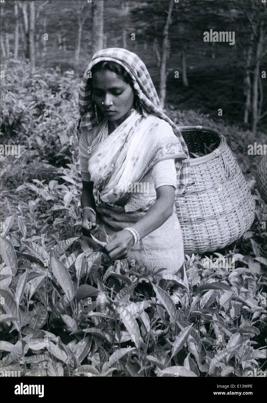 27. März 2012 - eine junge Tee-Auswahl von Indien, bei der Arbeit auf dem Hügel von einer Plantage in Kerala, kontrolliert Indiens einzige kommunistische Staat. Sie greift zwischen 70-100 £ pro Tag und bekommt ich repee. 5 Annas pro 16 lbs. Um die 16 lbs zu erhalten, muss sie nur die Knospe und zwei Blätter von der Spitze des jeder Tee Strauch, nehmen damit sie Meilen durch die Plantage geht immer bergauf. Nach ihrem Körbchen voll ist zurück She trägt es lange Strecken in der Teefabrik. Stockfoto