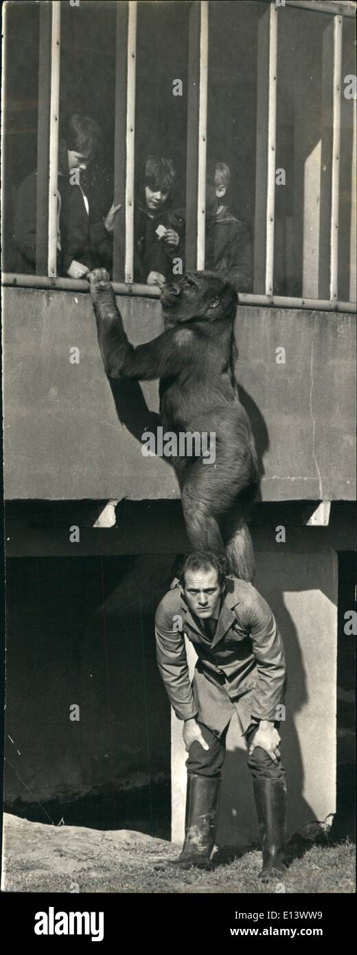 27. März 2012 - Give Me A Lift Up!: Gorillas sind nicht jedermanns Vorstellung von den charmantesten Gesellschaft, aber 247-Year-Old Keeper, Kichael Colbourne hat einen Weg mit Gorillas. Gogal (7) und Jason (5), weibliche und männliche Flachlandgorillas im Zoo von Chester, spielen mit Michael verbringt so viel Zeit wie er in ihrer Verbindung mit ihnen zu genießen. '' Ich habe zu halten in gutem Einvernehmen mit ihnen und mit ihnen regelmäßig sonst, wenn ich ging zu lange ohne Vermischung mit ihnen, sie würden nicht mich akzeptieren und es gefährlich, sich mit ihnen wäre ''. sagte Michael Stockfoto