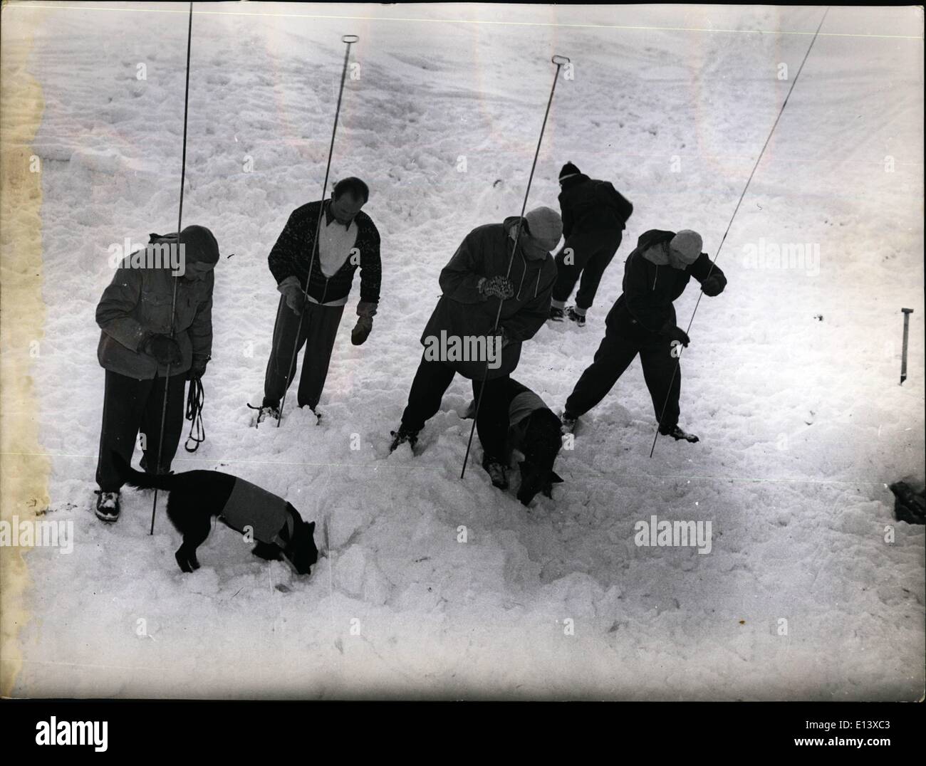 27. März 2012 - 9. Sofort, nachdem der Hund die Zunge gegeben hat, beginnt das Team seine Arbeit mit den Sonden (lange Eisenstangen) Stockfoto