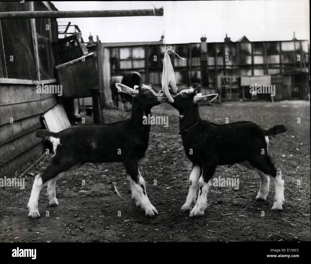 27. März 2012 - A Fütterung Zeitproblem gelöst bekommen das Kind; Handschuh Treament sind diese beiden Ziegen etwas verwaist. Sie verwendet, um eine Fütterung Zeitproblem für Frau Doris Gash, betreibt ein Tierheim in Tilehurst, Berkshire, für wann sie müde, um mit Milch aus einer Bottel mit einem Sauger zu ernähren andere verwendet, um beschnuppern und machen es unmöglich, so dass sie einen großen Gummihandschuh mit Löchern in den Fingern entwickelt zu einer gleichmäßigen Milch pflegen und erhalten sie alle auf einmal zugeführt werden. Stockfoto