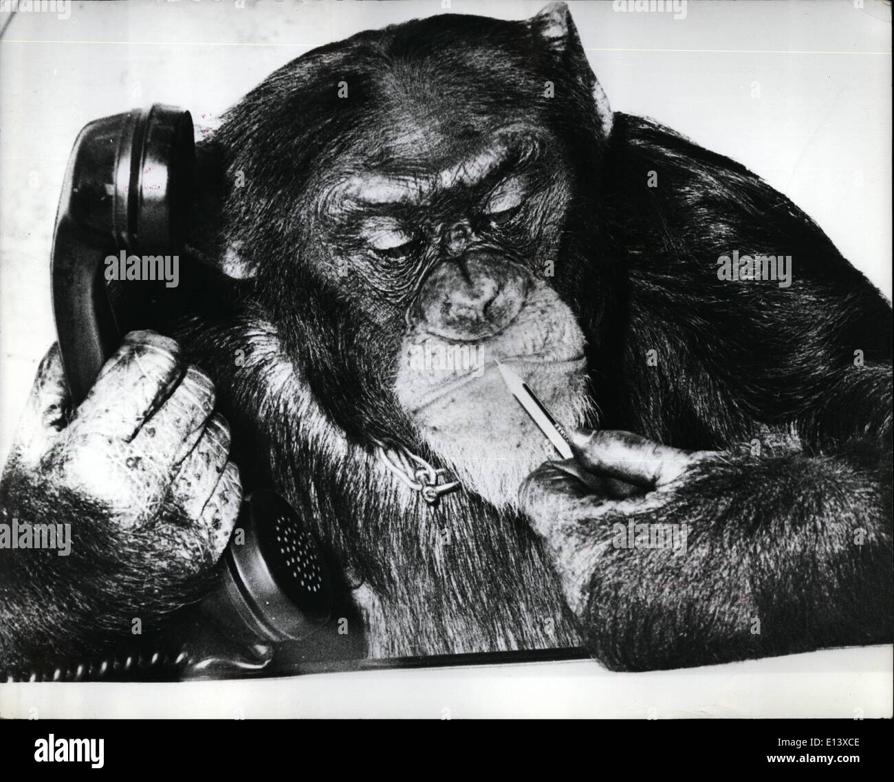 27. März 2012 - '' Oh, Madame, ich bedauere: Es besteht keine Möglichkeit für eine für eine Reservierung heute Abend im bekannten Hansa Theater in Hamburg, sagt Timmy, der Schimpanse, das Buchungsbüro während der Buchung Schreiber übernahm zum Mittagessen gingen. Stockfoto