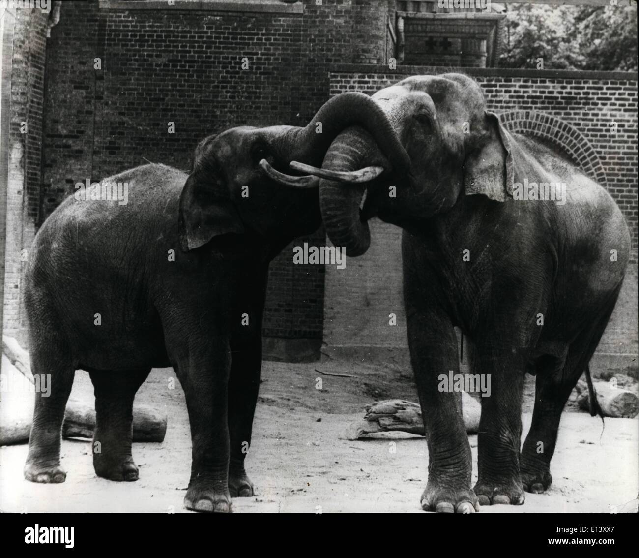 27. März 2012 - Liebe auf den ersten Blick: Thaia der 12-jährigen weiblichen Elefanten aus dem Zoo Zürich - und wie ein Geschenk an den Kopenhagener Zoo bald mit 15 Jahre alten männlichen Elefanten Chengmai angefreundet, die ein großes Interesse an ihr zu haben. Es dauerte nicht lange, bevor sie küssen und Rubing Stämme waren So in der Zeit von 22 Monaten-, dass die Zeit für eine Elefanten-Schwangerschaft, sie hoffen, ein neues Elefantenbaby geboren zu sehen. Foto zeigt: Thaia., gibt linken Hebel Chengmai einen Kuss mit ihrem Rüssel. Stockfoto