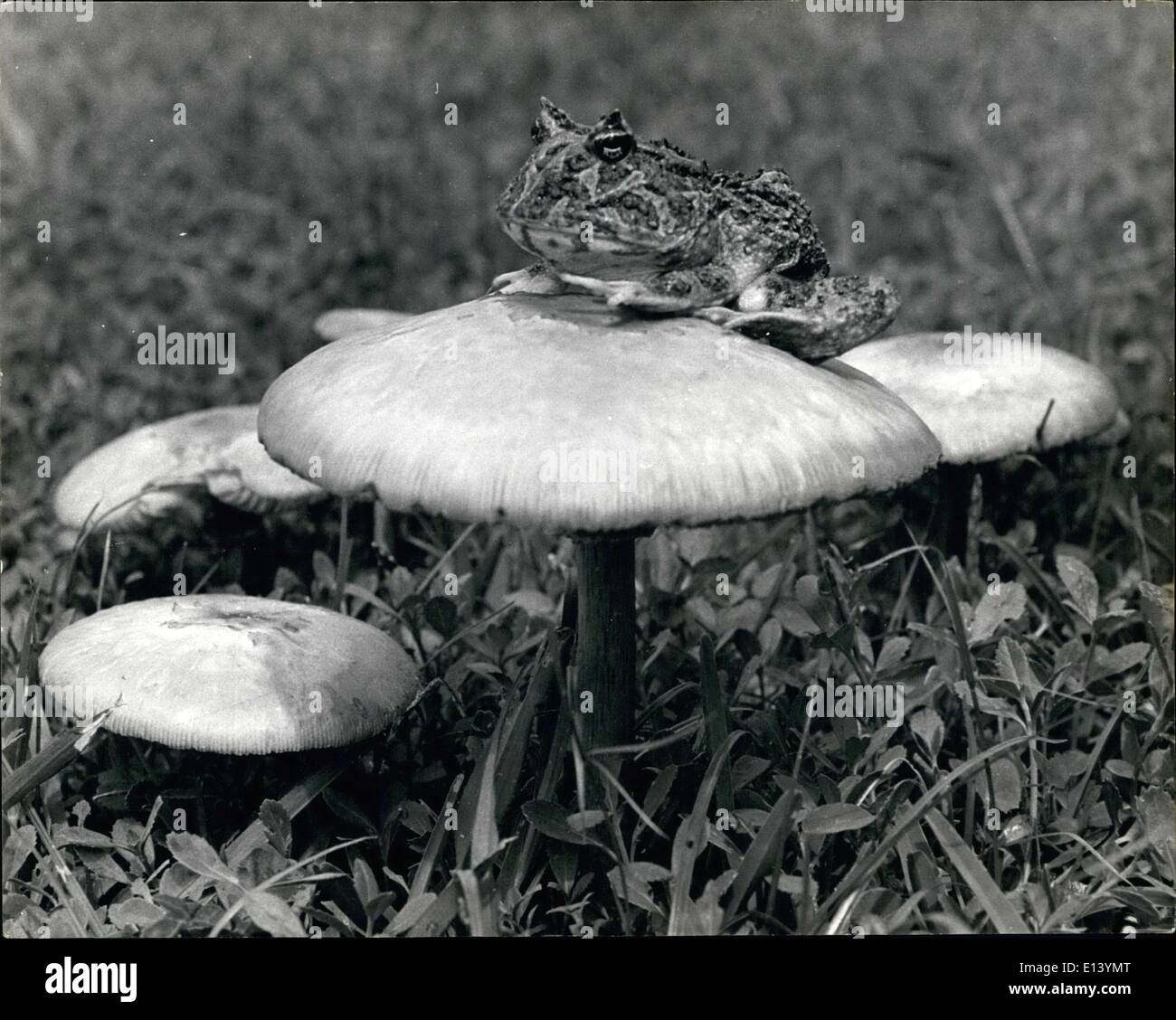 27. März 2012 - Kröte zu Hause... Auf seinem Schemel: Es gibt keinen Platz wie Haus und, soweit dieser Jumper besorgt ist, ein Thron wie diese Kröte Hocker geht als schließen wie er zu echten Komfort bekommen. Die Glückstreffer, die alte Itsche ruht in seinem Element erfasst wurde durch eine aufmerksame Hobbyfotograf in Hialeah, Florida, Foto zeigt ausspioniert: Kröte auf einem Hocker Kröte. Stockfoto