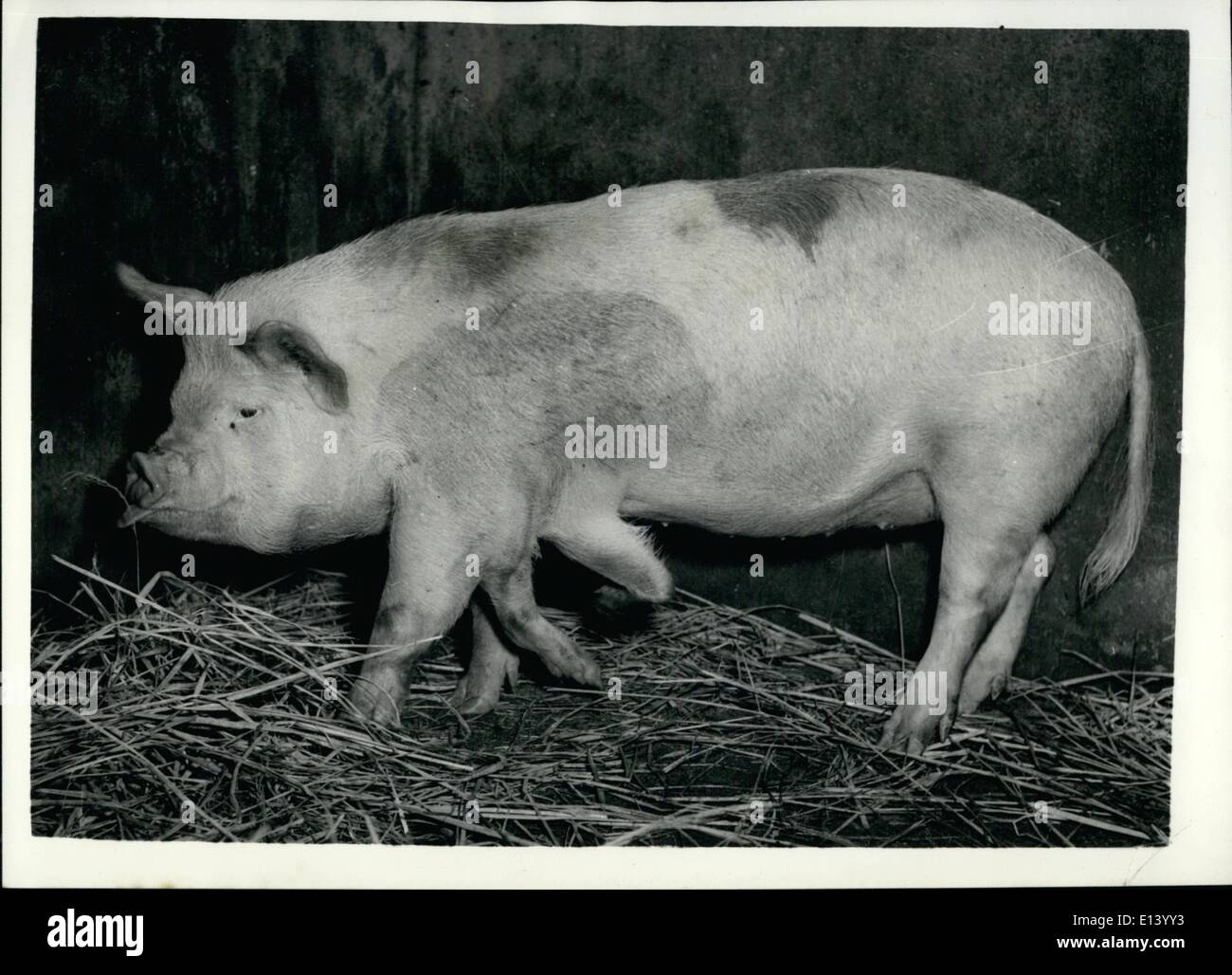 27. März 2012 - ein Schwein mit sechs Traber. Auf einem Bauernhof Japaneses ausflippen. Viel Interesse unter den Liebhaber der Schweins Traber - durch dieses Bild eines Schweins, aufgewachsen auf einem Bauernhof in Japan erstellt werden, es hat sechs Beine, aber ist nicht das Ergebnis der wissenschaftlichen Bemühungen. Es ist ein Freak, aber Bauern sind daran interessiert zu sehen, ob es sich bei seinen Nachkommen, so gebe es sicherlich Schweinehaltung Berichten wird ein "New Look" Stockfoto