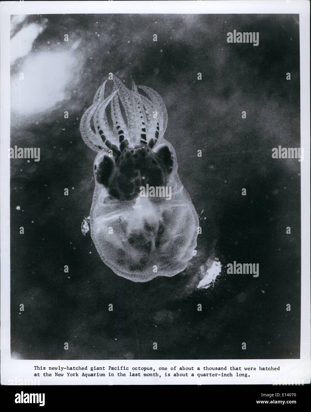 27. März 2012 - dieser frisch geschlüpften pazifischen Riesenkraken, einer der etwa tausend, die im New York Aquarium in geschlüpft waren Stockfoto