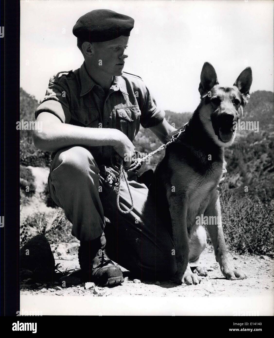 31. Mär 2012 - ''Hornet'' mit den Truppen in Zypern: Er ist ein Tracker Hund whoaCo Panies Patrouillen bei ihren Suchen oder ''sweeps'. Sein Handler ist L/CPA Jerry Leeson von der Königlichen Armee Veterinär cors und er ist an die Royal, die fusiiers. Stockfoto