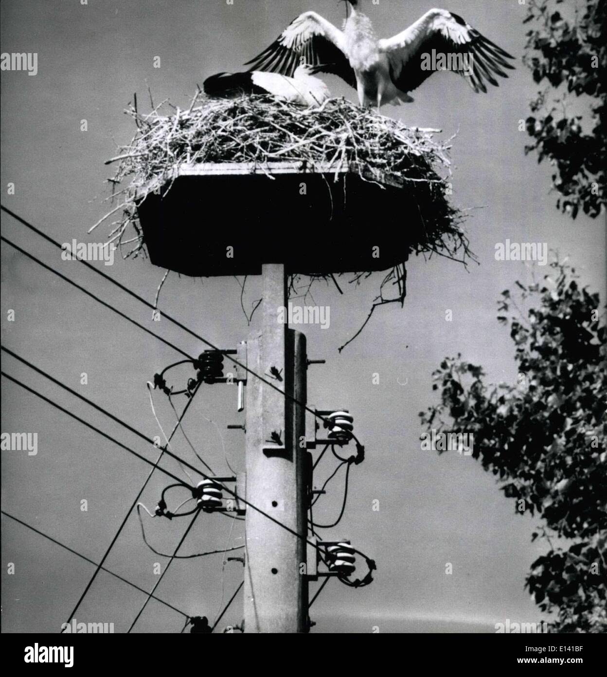 31. März 2012 - keine Gefahr für '' Familie Storch: Wilf0life erwartet werden daher zu sagen, wann das Jahr 2000 auf sich warten, es werden ausgestorben die Störche. Von entwässerten Wiesen und Mooren richtete Bächlein, füllte sich Teiche z.B., das Angebot an Futter für diese Tiere als limitierte viel mehr von Jahr zu Jahr. Des weiteren auch Pflanzen Schutzmittel und die Reduzierung von Insekten durch Chemikalien sind der Grund, den viel Od Storch Eiern steril sind Stockfoto