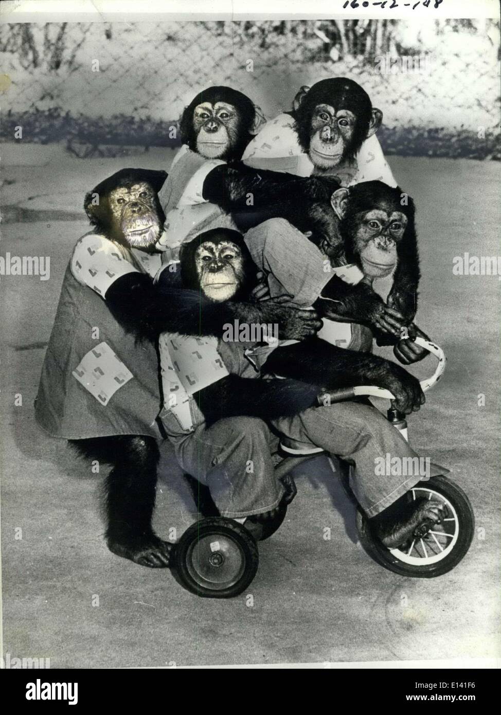 31. März 2012 - fünf auf ein Dreirad: macht das Beste aus Nahverkehr diese liebenswerten Schimpansen auf ihre drei Stapeln Stockfoto